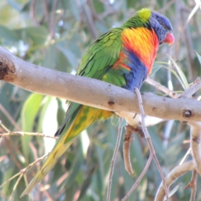 Trichoglossus moluccanus (Rainbow Lorikeet) at Kioloa, NSW - 4 Jun 2014 by MichaelBedingfield