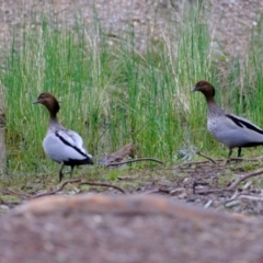 Chenonetta jubata (Australian Wood Duck) at Gungaderra Grasslands - 16 Oct 2022 by Kurt