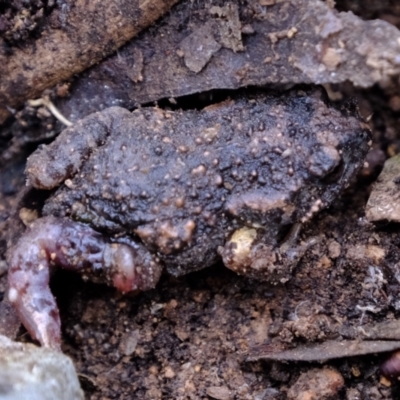 Uperoleia laevigata (Smooth Toadlet) at Gungaderra Grasslands - 16 Oct 2022 by Kurt