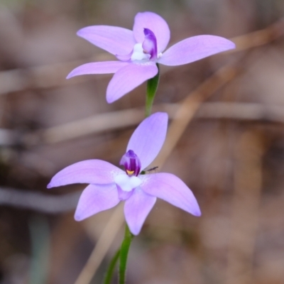 Glossodia major (Wax Lip Orchid) at Crace, ACT - 17 Oct 2022 by Kurt