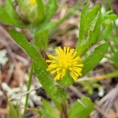 Triptilodiscus pygmaeus (Annual Daisy) at Lyneham, ACT - 17 Oct 2022 by trevorpreston