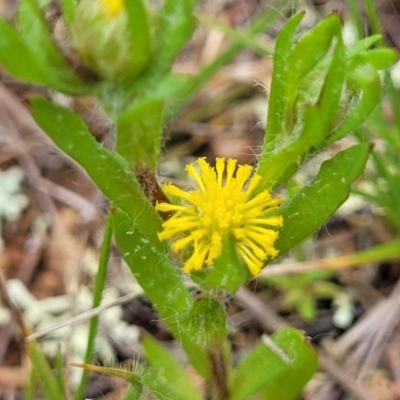 Triptilodiscus pygmaeus (Annual Daisy) at Lyneham, ACT - 17 Oct 2022 by trevorpreston