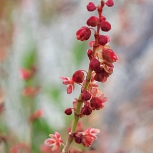 Rumex acetosella at Lyneham, ACT - 17 Oct 2022 12:53 PM