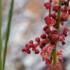 Rumex acetosella at Lyneham, ACT - 17 Oct 2022 12:53 PM