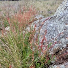 Rumex acetosella at Lyneham, ACT - 17 Oct 2022 12:53 PM