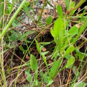 Rumex acetosella at Lyneham, ACT - 17 Oct 2022 12:53 PM