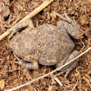 Uperoleia laevigata at Lyneham, ACT - 17 Oct 2022 12:47 PM