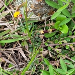 Bossiaea buxifolia at Lyneham, ACT - 17 Oct 2022 12:46 PM