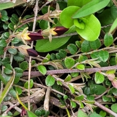 Bossiaea buxifolia at Lyneham, ACT - 17 Oct 2022