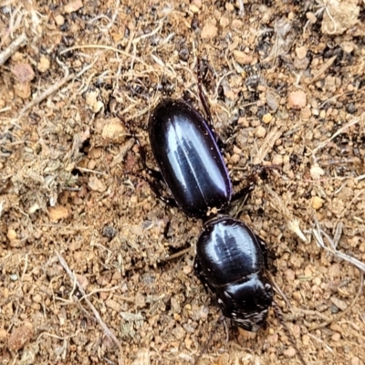 Carenum tinctilatum (Digger carab beetle) at Crace Grasslands - 17 Oct 2022 by trevorpreston