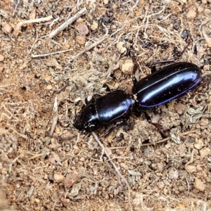 Carenum tinctilatum at Lyneham, ACT - 17 Oct 2022 12:44 PM