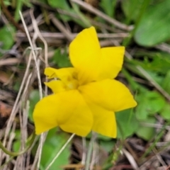 Goodenia pinnatifida (Scrambled Eggs) at Crace Grasslands - 17 Oct 2022 by trevorpreston