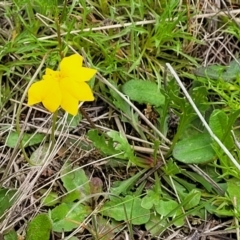 Goodenia pinnatifida at Lyneham, ACT - 17 Oct 2022