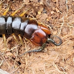 Cormocephalus sp.(genus) (Scolopendrid Centipede) at Crace Grasslands - 17 Oct 2022 by trevorpreston
