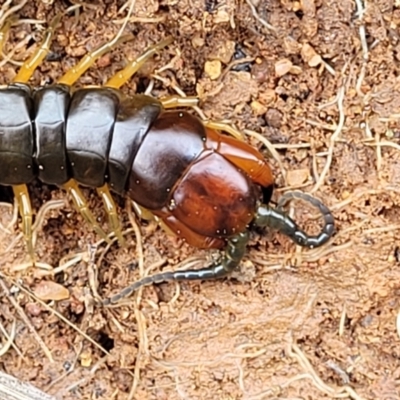 Cormocephalus sp.(genus) (Scolopendrid Centipede) at Crace Grasslands - 17 Oct 2022 by trevorpreston
