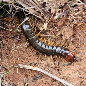 Cormocephalus sp.(genus) at Lyneham, ACT - 17 Oct 2022