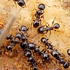 Pheidole sp. (genus) (Seed-harvesting ant) at Crace Grasslands - 17 Oct 2022 by trevorpreston
