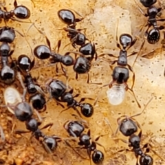 Pheidole sp. (genus) at Lyneham, ACT - 17 Oct 2022