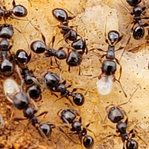 Pheidole sp. (genus) at Lyneham, ACT - 17 Oct 2022