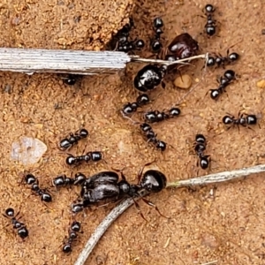 Pheidole sp. (genus) at Lyneham, ACT - 17 Oct 2022