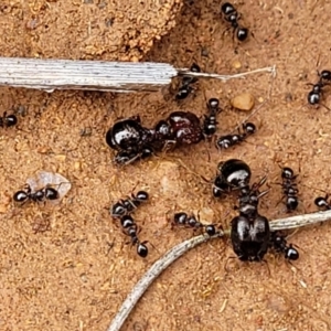 Pheidole sp. (genus) at Lyneham, ACT - 17 Oct 2022