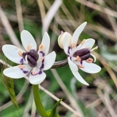 Wurmbea dioica subsp. dioica (Early Nancy) at Crace Grasslands - 17 Oct 2022 by trevorpreston