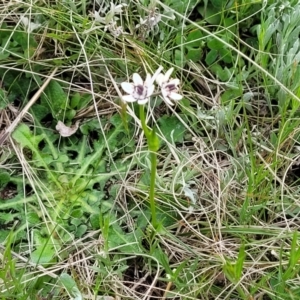 Wurmbea dioica subsp. dioica at Lyneham, ACT - 17 Oct 2022