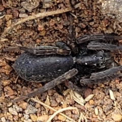 Lycosidae (family) (Unidentified wolf spider) at Crace Grasslands - 17 Oct 2022 by trevorpreston
