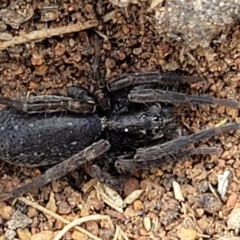 Lycosidae (family) at Lyneham, ACT - 17 Oct 2022