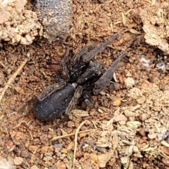 Lycosidae (family) at Lyneham, ACT - 17 Oct 2022 12:38 PM