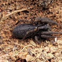 Lycosidae (family) at Lyneham, ACT - 17 Oct 2022