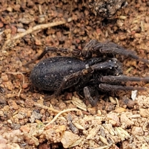 Lycosidae (family) at Lyneham, ACT - 17 Oct 2022