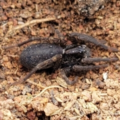 Lycosidae (family) at Lyneham, ACT - 17 Oct 2022