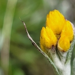 Chrysocephalum apiculatum (Common Everlasting) at Lyneham, ACT - 17 Oct 2022 by trevorpreston