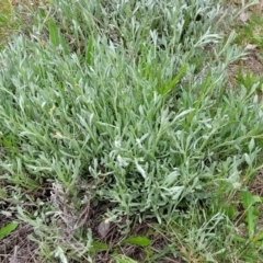 Chrysocephalum apiculatum at Lyneham, ACT - 17 Oct 2022