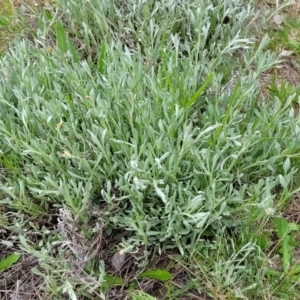 Chrysocephalum apiculatum at Lyneham, ACT - 17 Oct 2022