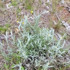 Chrysocephalum apiculatum at Lyneham, ACT - 17 Oct 2022