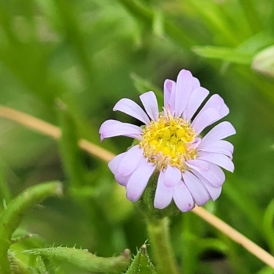 Vittadinia muelleri (Narrow-leafed New Holland Daisy) at Crace Grasslands - 17 Oct 2022 by trevorpreston