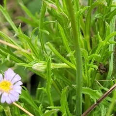 Vittadinia muelleri at Lyneham, ACT - 17 Oct 2022