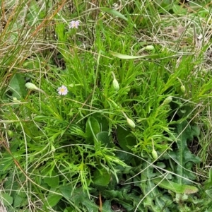 Vittadinia muelleri at Lyneham, ACT - 17 Oct 2022