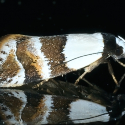 Euphiltra eroticella (A concealer moth) at Ainslie, ACT - 13 Oct 2022 by jb2602