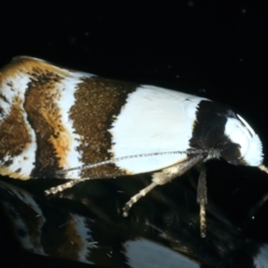 Euphiltra eroticella at Ainslie, ACT - 13 Oct 2022