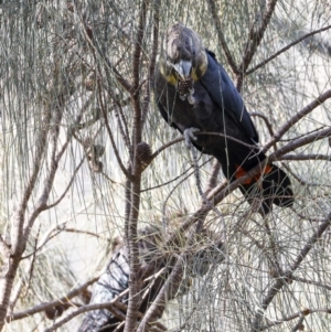 Calyptorhynchus lathami lathami at Hackett, ACT - 17 Oct 2022