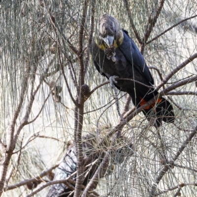 Calyptorhynchus lathami lathami (Glossy Black-Cockatoo) at Hackett, ACT - 16 Oct 2022 by JohnHurrell