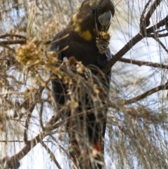 Calyptorhynchus lathami lathami at Hackett, ACT - 17 Oct 2022