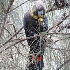 Calyptorhynchus lathami lathami at Hackett, ACT - 17 Oct 2022