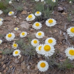 Leucochrysum albicans subsp. tricolor (Hoary Sunray) at Isaacs, ACT - 17 Oct 2022 by MatthewFrawley