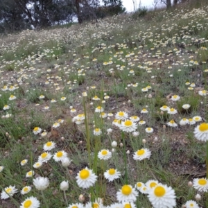 Leucochrysum albicans subsp. tricolor at Isaacs, ACT - 17 Oct 2022 11:54 AM