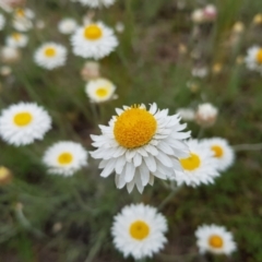 Leucochrysum albicans subsp. tricolor at Isaacs, ACT - 17 Oct 2022