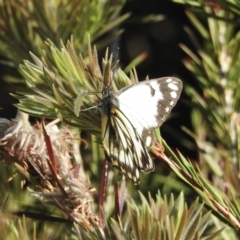 Belenois java (Caper White) at Wingecarribee Local Government Area - 14 Oct 2022 by GlossyGal